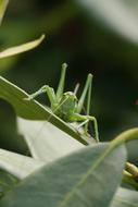 Leaf Insect Nature