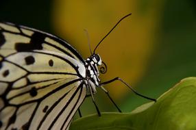 Butterfly Paper Kite Macro