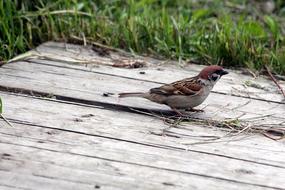 Sparrow Passer Montanus Bird