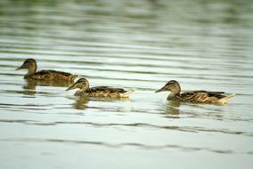young ducklings swim in the pond