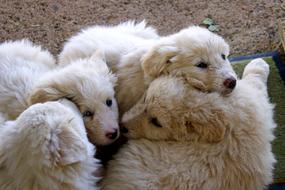 furry dogs at home