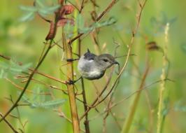Wildlife Bird Nature