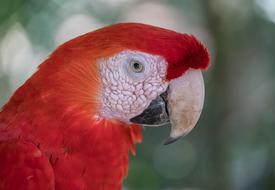 Macaw Bird Wildlife