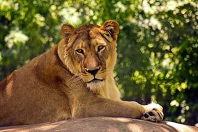 Lion At Madison Zoo Cat