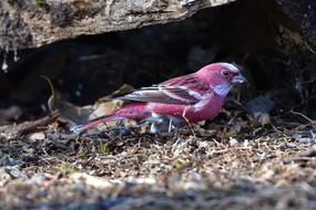 Outdoors Wild Animals bird