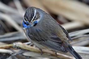 Bird Natural Wild Animals