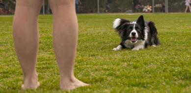 Dog Grass Animal