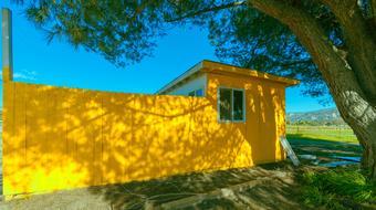 bright yellow building by the tree