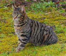 Cat Animal Cute