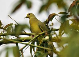 Bird Nature Wildlife
