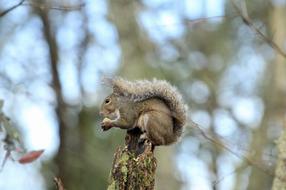 Squirrel Animal Nature