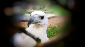 Bird Eyes Photography