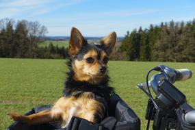Bike Ride Dog Basket