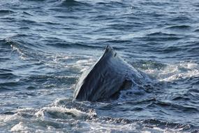 Sperm Whale Back