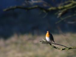 Redbreast Bird Branch