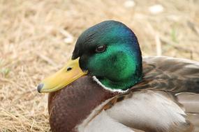 Duck Drake Mallard