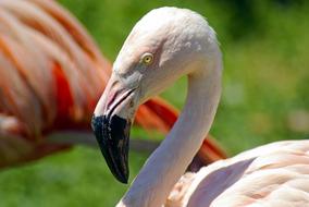 Flamingo In Henry Vilas Zoo