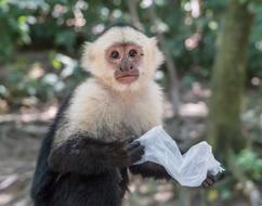 White-Headed Capuchin Monkey