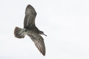 Seagull New Animal