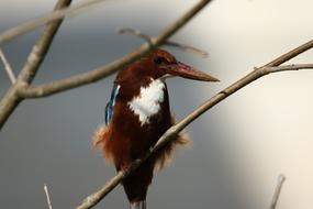 Animal Bird Kingfisher White