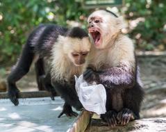 White-Headed Capuchin Monkeys
