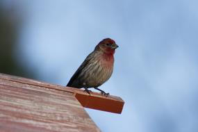 Bird Wildlife Male House Finch