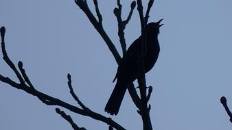Bird at Nature Outdoors