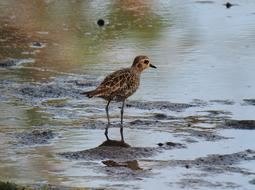 bird with long legs on the lake