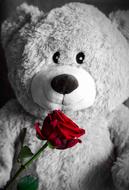 bear toy rose