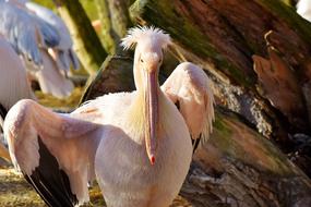 Pelikan Water Bird Pink Pelican