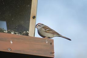 Outdoors Bird Nature