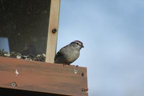 Outdoors Bird Nature