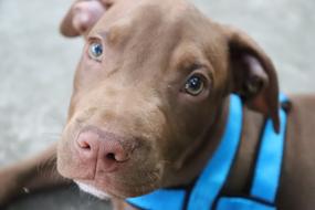 Pitbull Puppy Dog