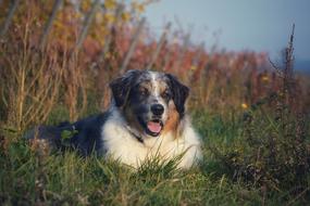 Dog Animal