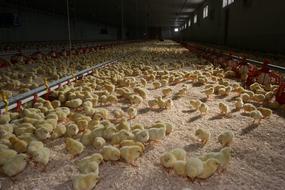 lots of yellow chickens