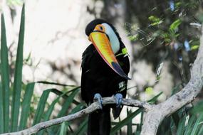 wild Toucan Bird Fauna