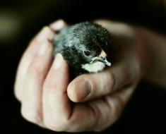 Hand Chicks Keep