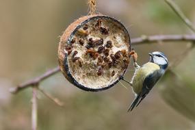 Blue Tit Bird