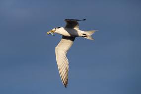 Bird Wildlife Nature