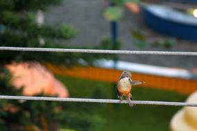 Wise-Orange Blossom Bird Brazilian