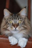 Maine Coon Mainecoon Cat