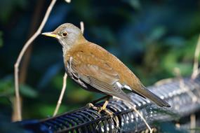 Natural Wild Animals Bird