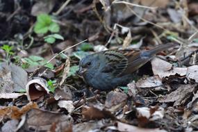 gray bird on autumn leaves