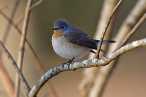 Bird Natural Outdoors Wild