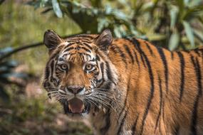 Wildlife Cat Carnivore