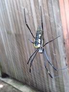 Wheel Spider Insect Cobweb