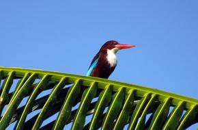 Bird Kingfisher White-Throated