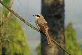 Bird Brown Shrike Lanius Cristatus