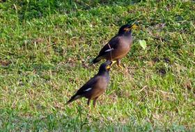 Common Myna Indian Bird