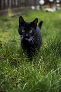 Animals Lawn Cat